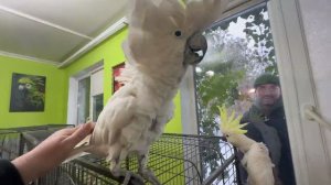 Это УЖАС! Кеша с Кирой вышли из вольеров и раздолбали дверь,пол и научились ОТКРЫВАТЬ ОКНО!!!