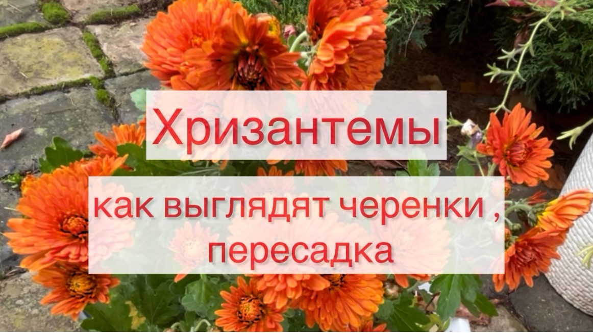 Хризантемы Как выглядят черенки Пересадка 🌺