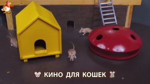 Видео для кошек про крысок развлекать питомцев 🐭🐀😂 (482)