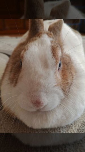 ха ха есле что там написано 100пд добьём и покажу внешку