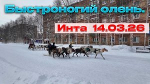 🦌✅Быстроногий олень. Инта. Праздник .🦌✅
