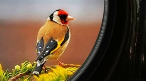 Звук природы. Птицы. ЩЕГОЛ поёт в лесу