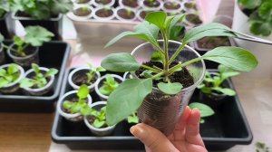 Стрижка питунии 🌺😊