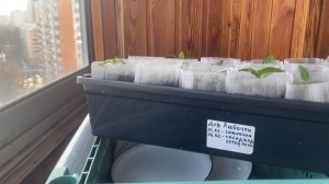 Влогов 13.03.26. Пикировка рассады. Хочу суп - иду в « Обжору».