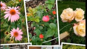 Цветы помогают разглядеть красоту природы