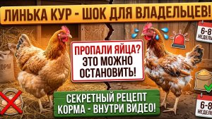 🔥
ЛИНЬКА У КУР: почему они перестают нестись и что делать? 7 ошибок хозяев
