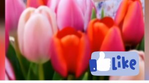 песня Тюльпаны #музыка #music #love #song #весна #spring