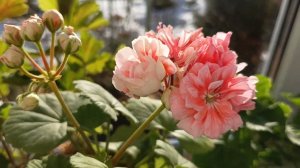 Цветы. Весна. Выходной.