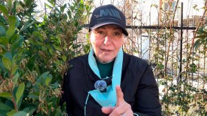 94% людей неправильно подкармливают розы — вот 5 правил подкормки