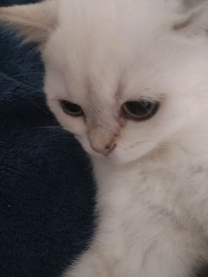 мира хантрикс Зои и руми