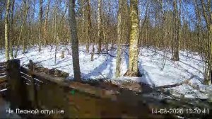 LIVE: На лесной опушке. Природа онлайн