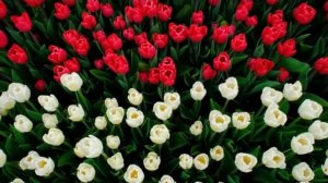 С днём рождения Неля.