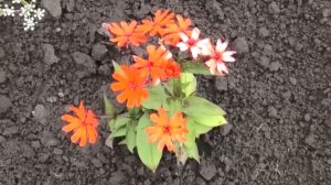 Первые всходы лихниса на рассаду