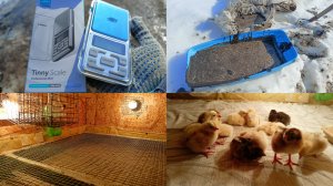 Собираю землю для червей. Чищу брудер. Переношу цыплят