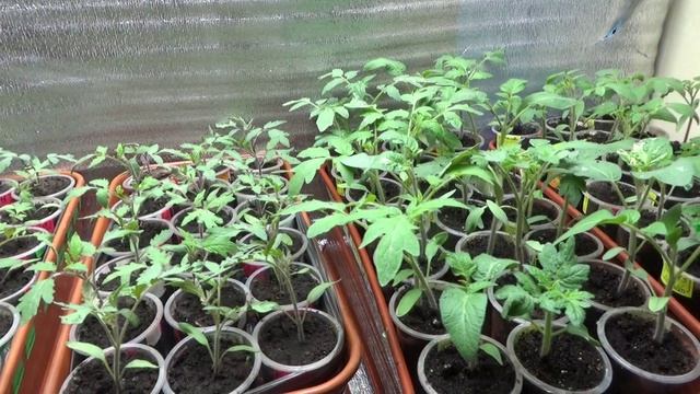 ПОСЕВЫ 2026-75.  Рассада томатов подрастает — поливы меняются.