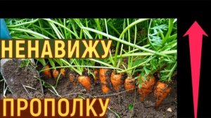 В ГОСТЯХ на нашем ОГОРОДЕ