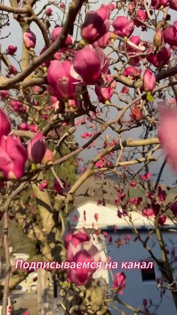 ОБАЛДЕННЫЕ МАГНОЛИИ в Марте в Абхазии.Гагра.