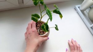 383. Работаем с растениями 14.03.2026.