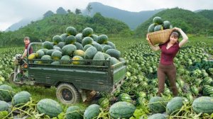 Таймлапс 450 дней сбора урожая, арбузов , бананов, цветной капусты.