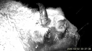 Фотоловушка в Башкирии зафиксировала уникальные кадры с зубрами