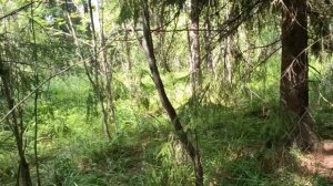 Грибочки далёкого прошедшего лета.