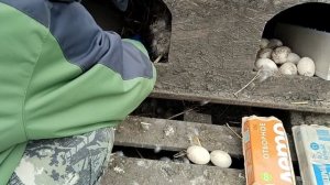 Подкладываем индоуточке яйцо.