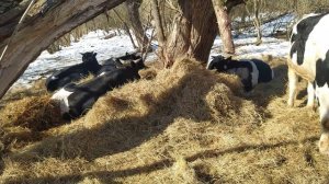 Сдал троих быков.mp4