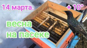 Пчёлы облетелись. Что делать дальше на пасеке в марте. Пчеловодство!