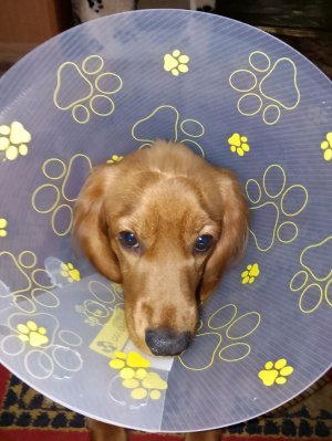 стрим по undertale