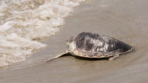 В США спасли выброшенную на берег Мексиканского залива черепаху редкого вида