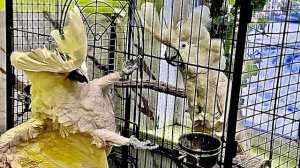 Я РАЗНИМАЮ попугаев и у меня вообще сомнения наш Кеша МАЛЬЧИК или ДЕВОЧКА???