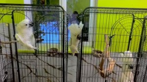 Мне приходится ВМЕШИВАТЬСЯ в разборки ТРЕХ КАКАДУ, ведь Тайсон просто накидывается на Кешу и Жору!!!