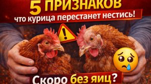 Если у курицы есть ЭТИ признаки — скоро не будет яиц! 






Многие владельцы кур сталкиваются с одн