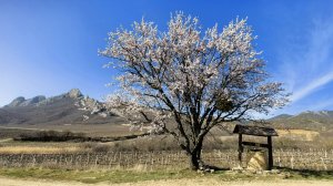 Миндаль цветёт у старого колодца. Крымская весна