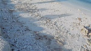 Общественный пляж на востоке  о.Маафуши !