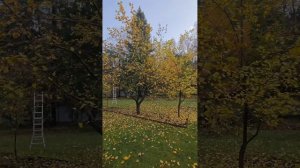 омолаживающая обрезка старых яблонь и груш