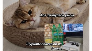 Шуршим пакетами из Озона. Ася тронулась умом от когтеточки-лежанки с кошачьей мятой. Распаковка 📦