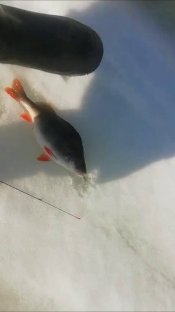 Истринское вдхр.  Окунь 780гр.