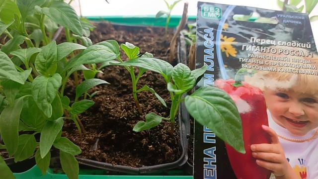 Рассада: лук шалот, белая лаванда, бегонии и т.д.2026/ Новинки на продажу.