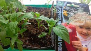 Рассада: лук шалот, белая лаванда, бегонии и т.д.2026/ Новинки на продажу.