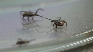 Этой весной ученые прогнозируют особую активность клещей.