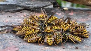 Самые Агрессивные существа планеты. НИКОГДА не злите их!!