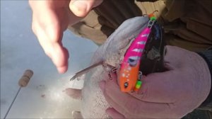 Хороший клёв форели на запуске. Спорт-зона. Клёвое место Лосиный остров.