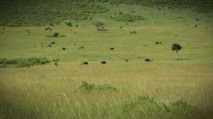 Девочки направо, мальчики налево- планирование семьи у африканских слонов! Все как у зверей!
