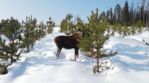 Прогулка с лосями