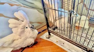 ЧТО ДЕЛАТЬ? Какаду Тайсон ОТЖАЛ у Кеши солнечный вольер пока Кеша разговаривал с Яшей!