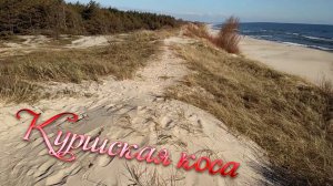 Куршская коса