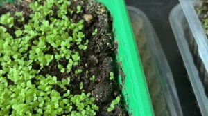 Посев семян Табака (луночный)