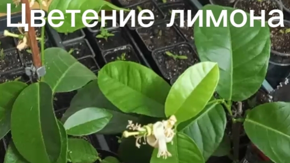Цветение лимона