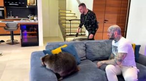 ХАСКИ НАПАЛ НА ЕНОТА!!